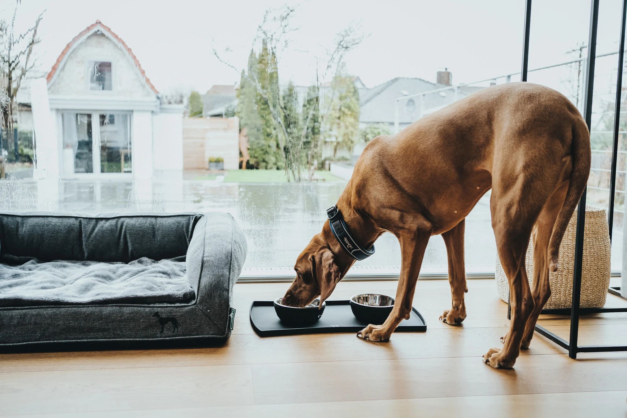 Hunter Halsbånd Divo XL Petrol/Grå - justerbart hundehalsbånd (55-65 cm, B 5,5 cm)